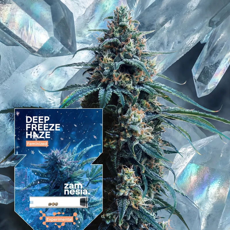 Deep Freeze Haze van Zamnesia Seeds