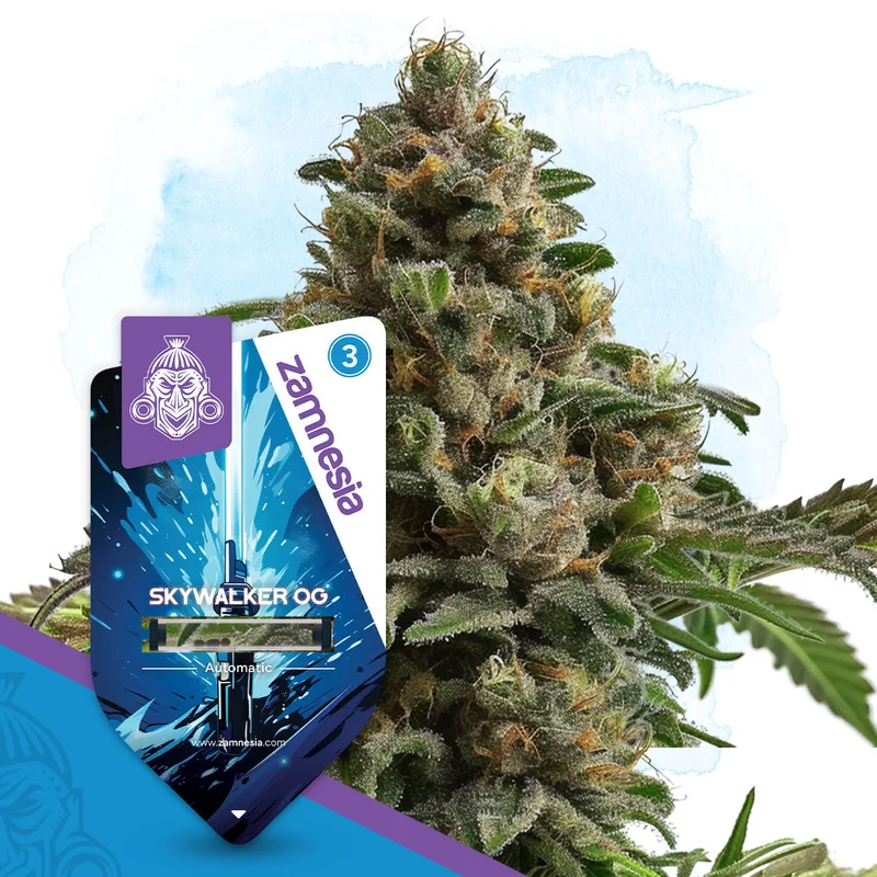 Skywalker OG van Zamnesia Seeds