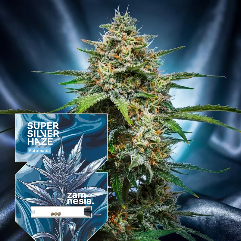 Super Silver Haze van Zamnesia Seeds