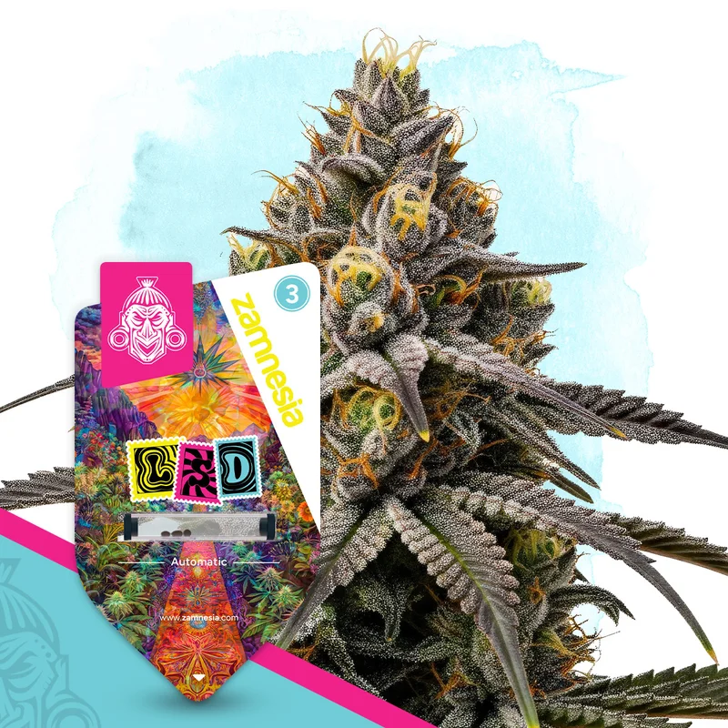 LSD van Zamnesia Seeds