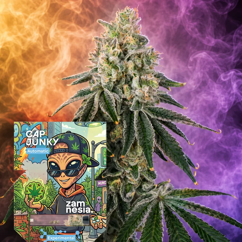 Cap Junky van Zamnesia Seeds