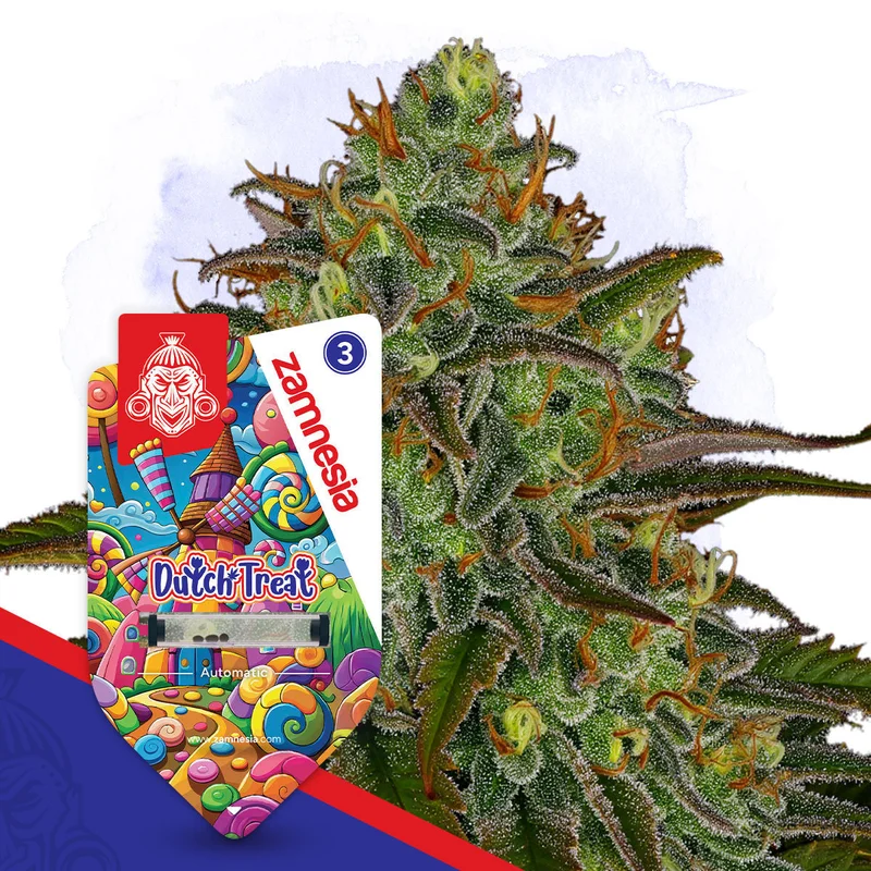 Dutch Treat van Zamnesia Seeds