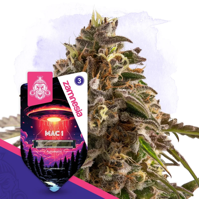 Mac 1 van Zamnesia Seeds