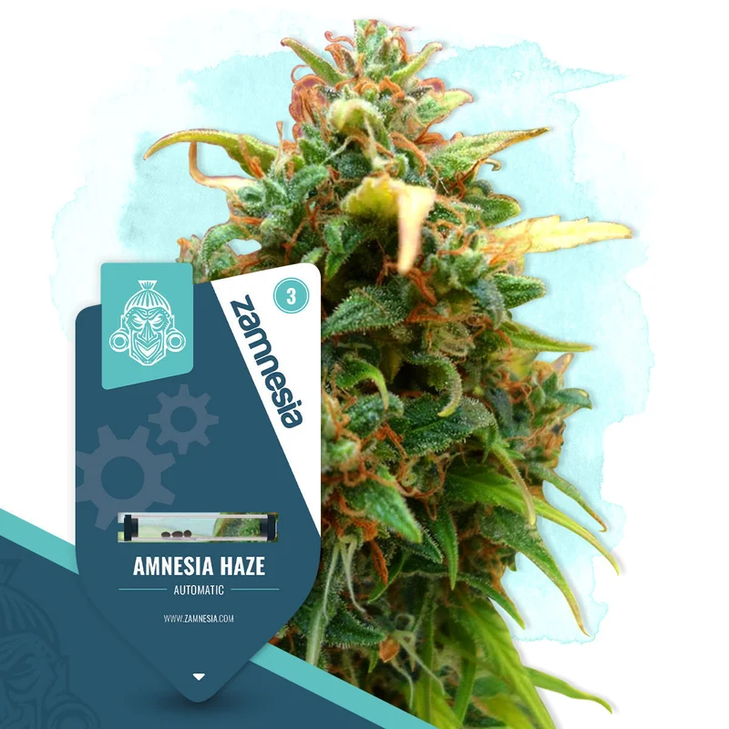 Amnesia Haze van Zamnesia Seeds