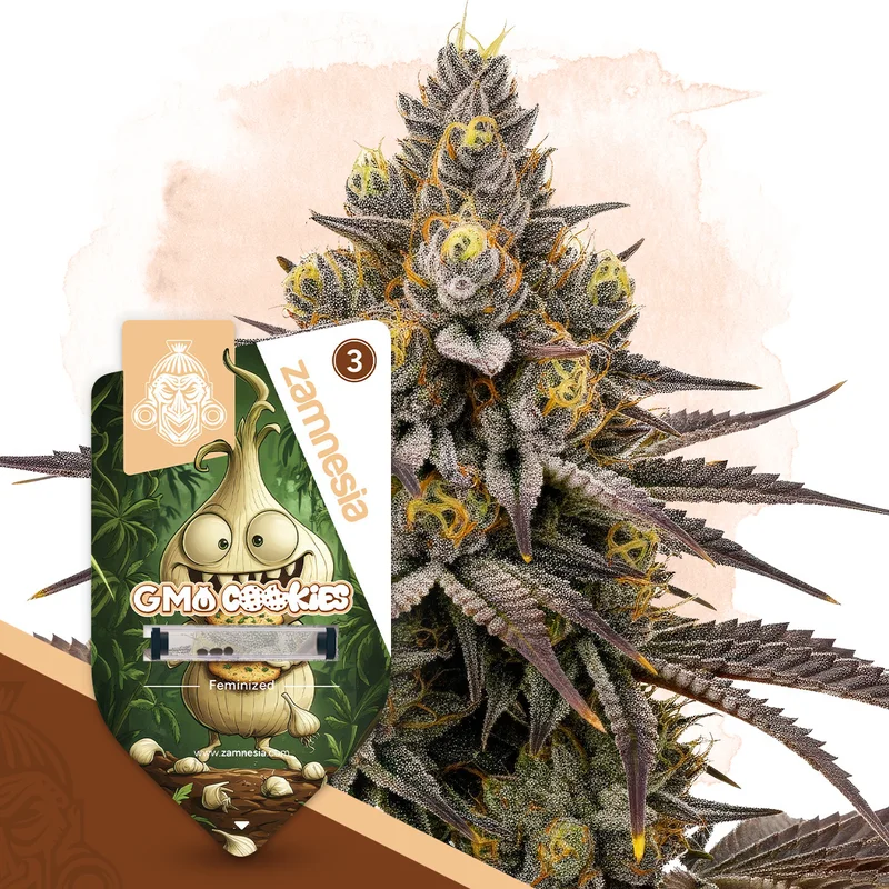 GMO Cookies van Zamnesia Seeds