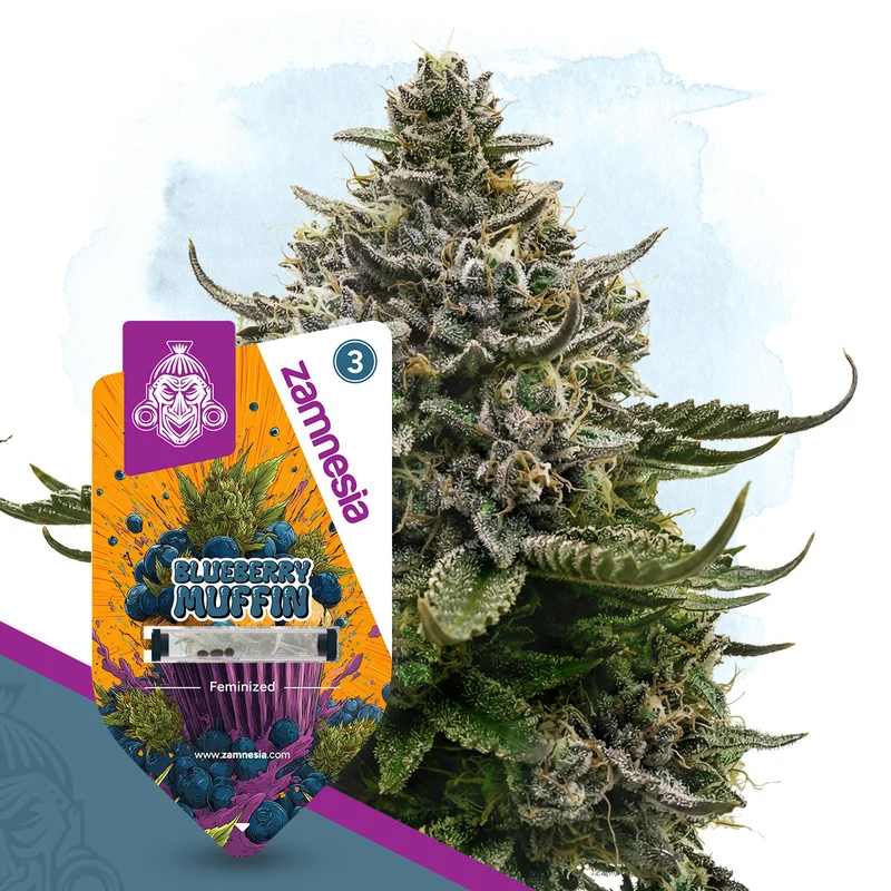 Blueberry Crumble van Zamnesia Seeds