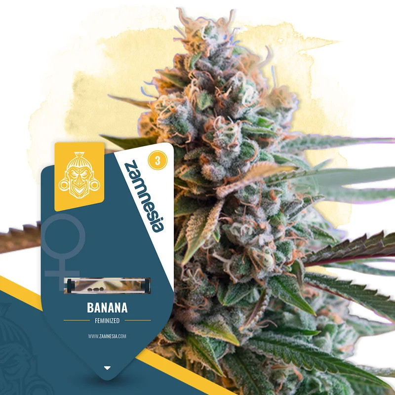 Banana van Zamnesia Seeds