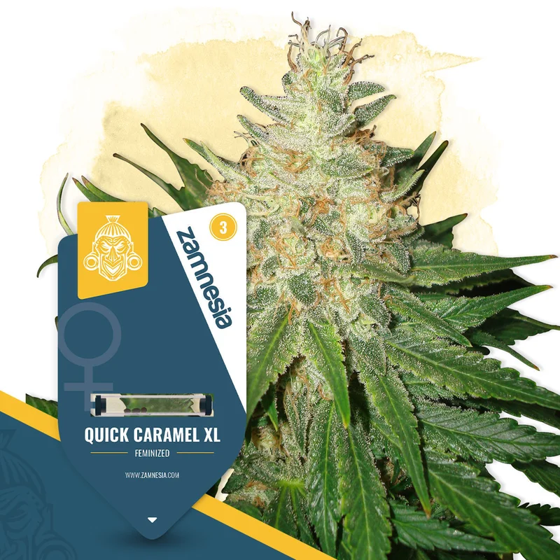 Quick Caramel XL van Zamnesia Seeds