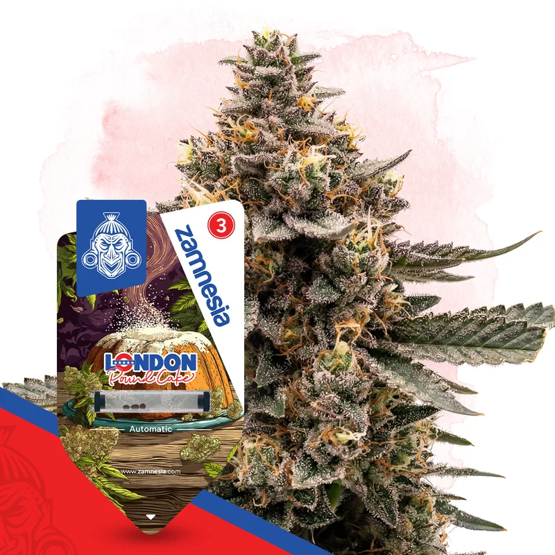 London Pound Cake van Zamnesia Seeds