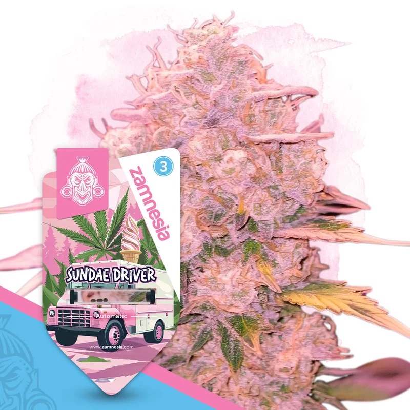 Sundae Driver van Zamnesia Seeds