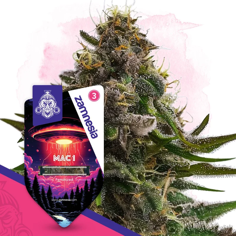 Mac 1 van Zamnesia Seeds