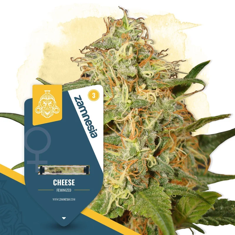 Cheese van Zamnesia Seeds