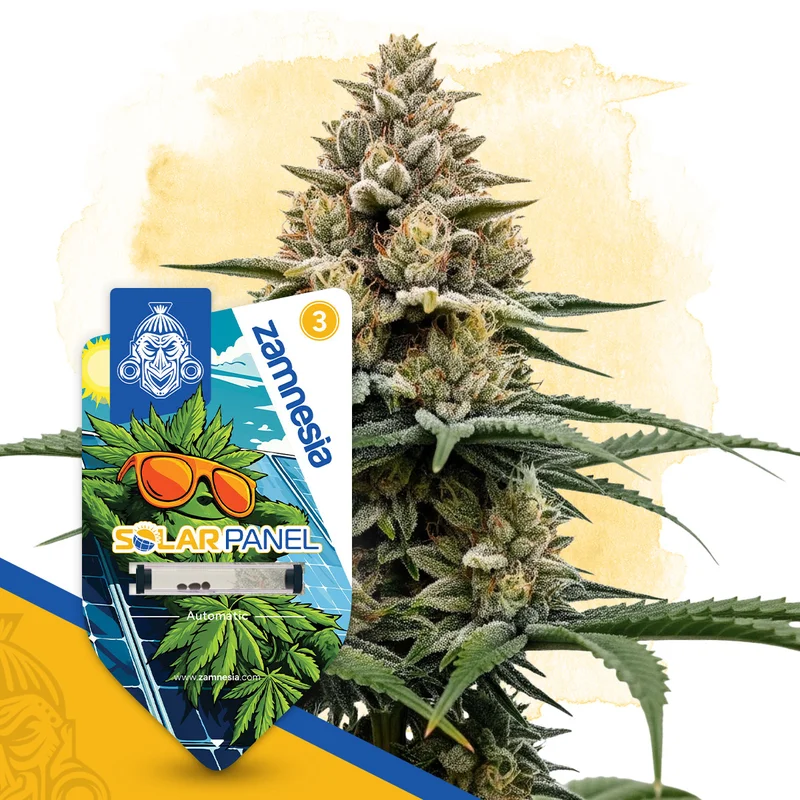 Solar Panel van Zamnesia Seeds