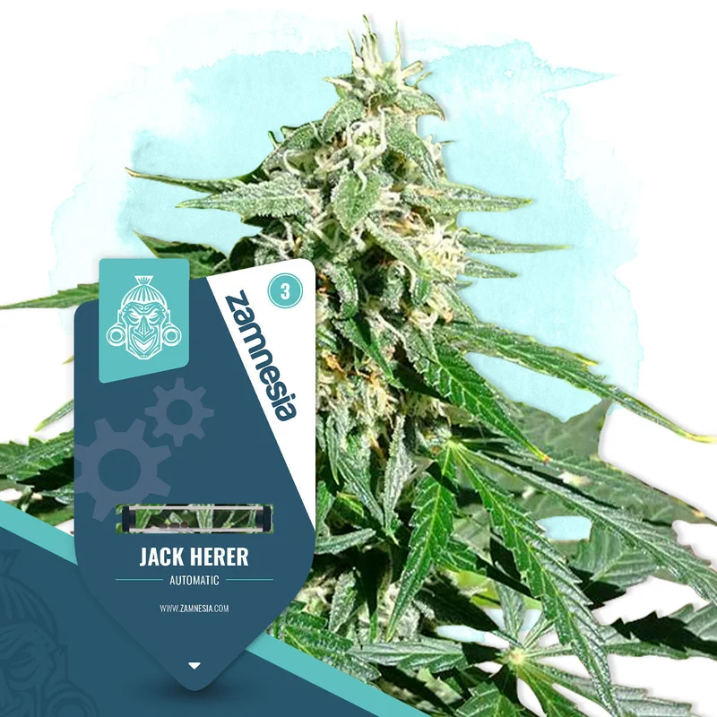 Jack Herer van Zamnesia Seeds