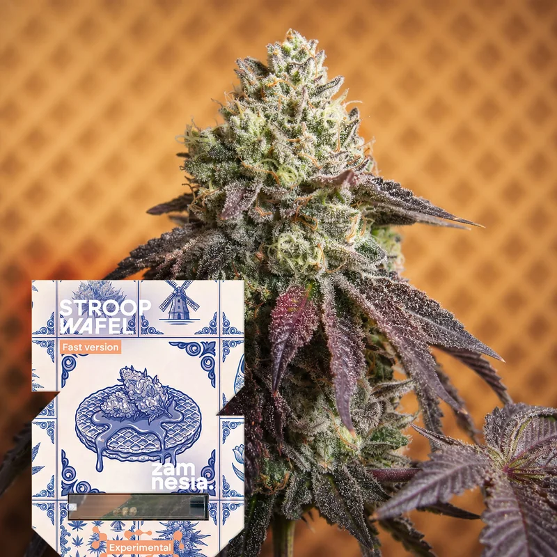 Stroopwafel Fast Version van Zamnesia Seeds