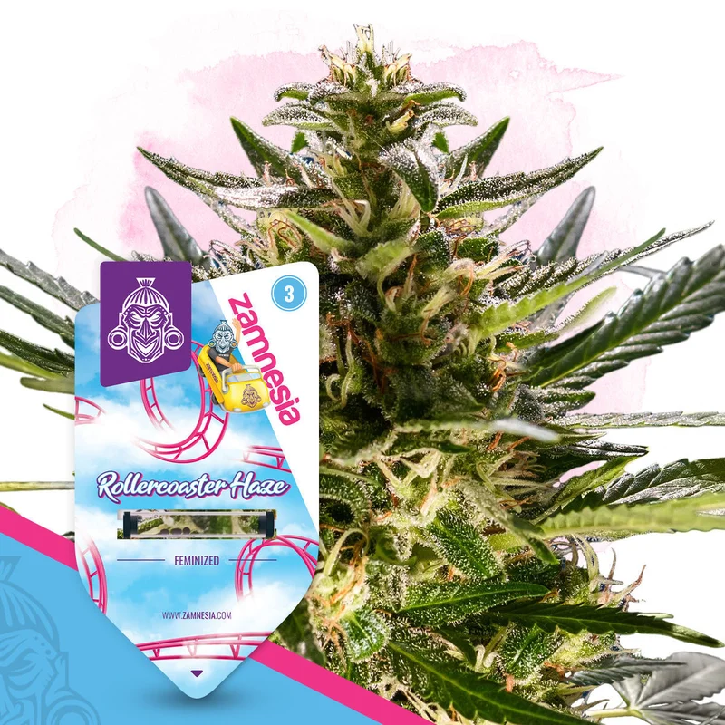 Rollercoaster Haze van Zamnesia Seeds