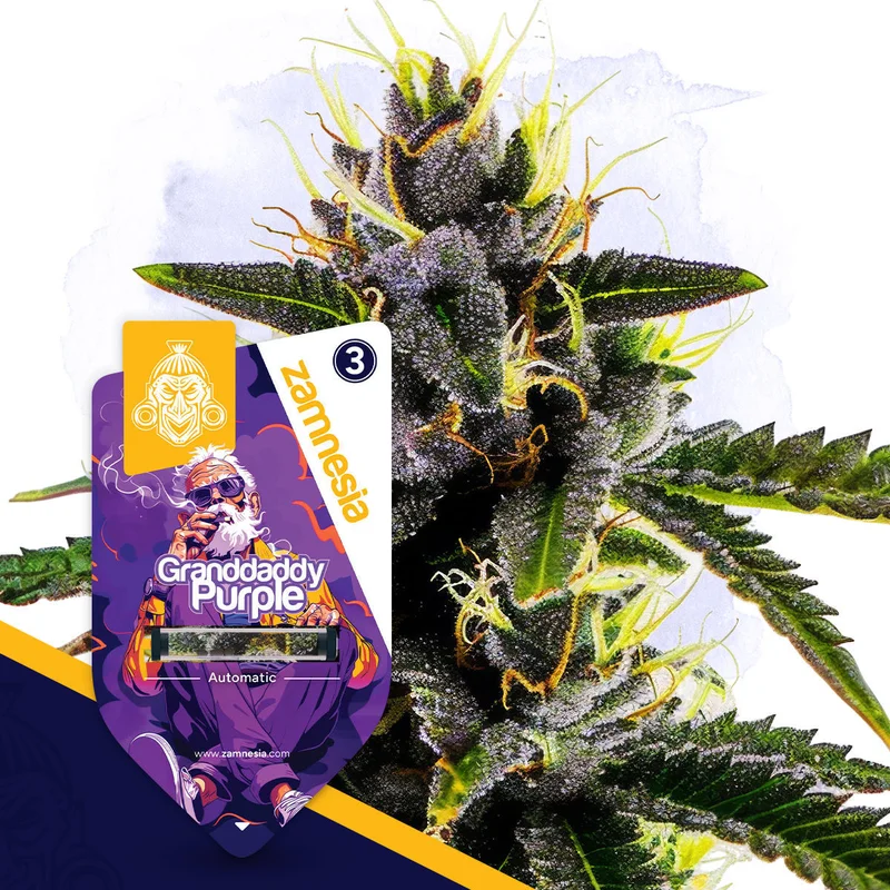 Granddaddy Purple van Zamnesia Seeds