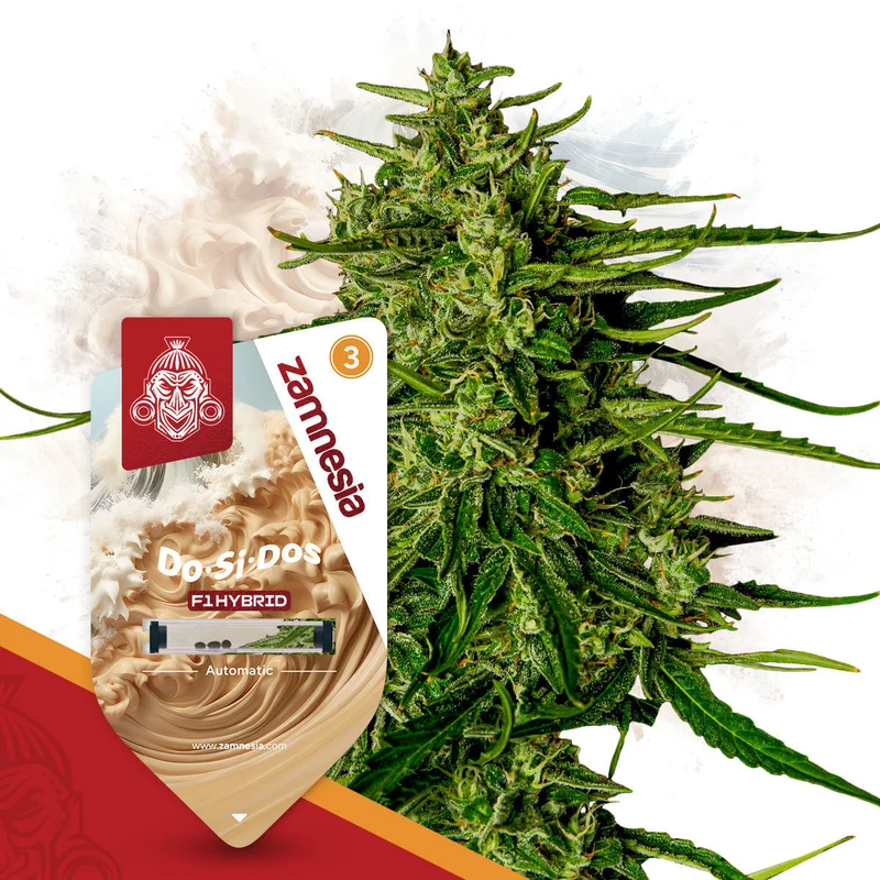 Do-Si-Dos F1 van Zamnesia Seeds