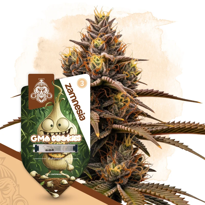 GMO Cookies van Zamnesia Seeds