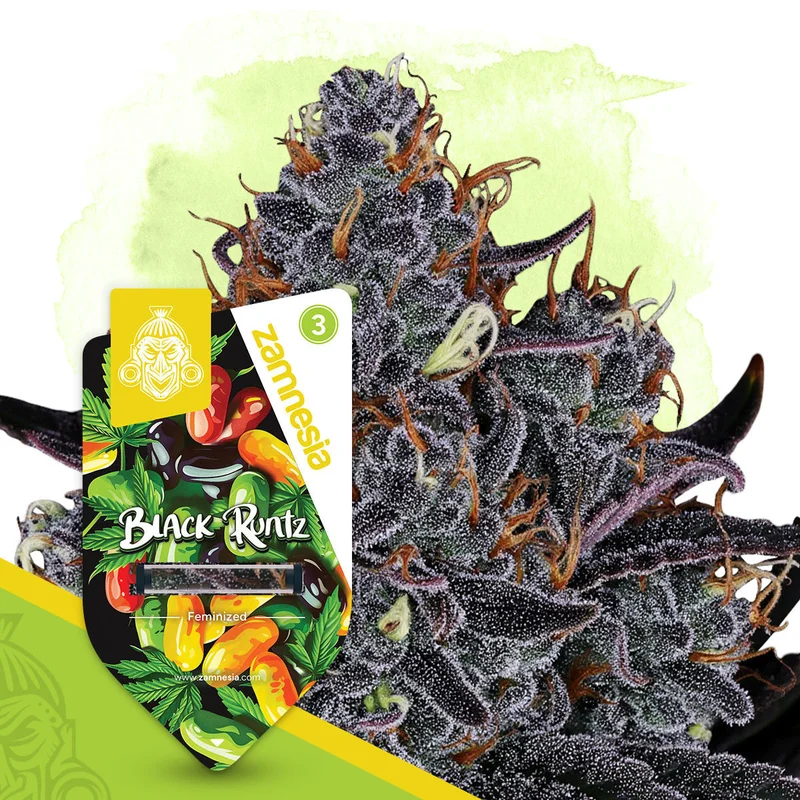 Black Runtz van Zamnesia Seeds