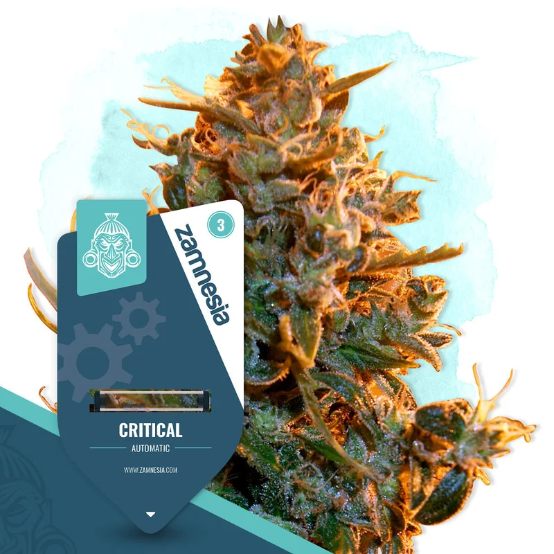 Critical van Zamnesia Seeds