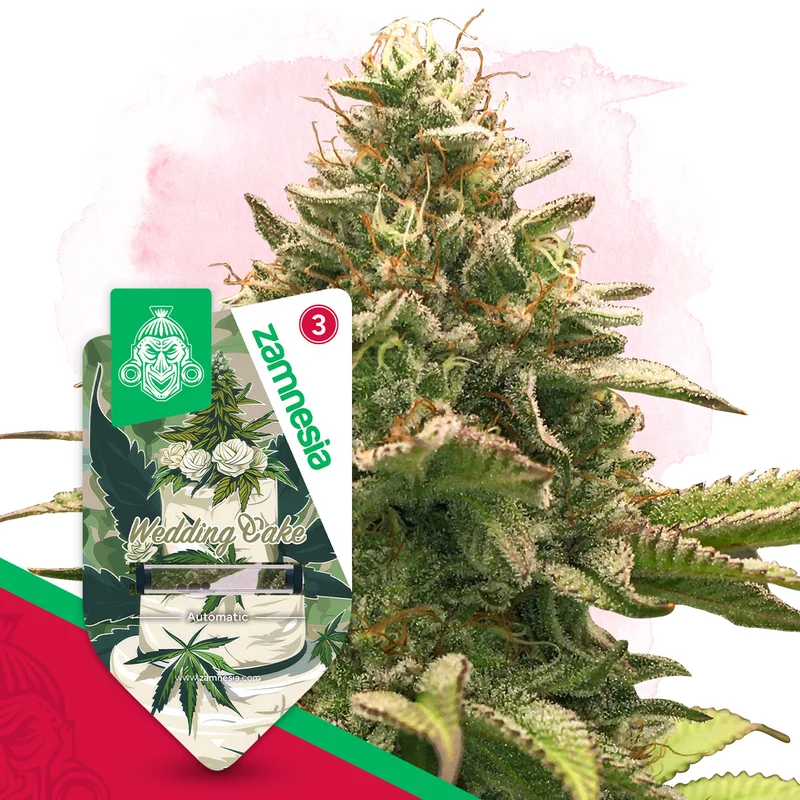 Wedding Cake van Zamnesia Seeds