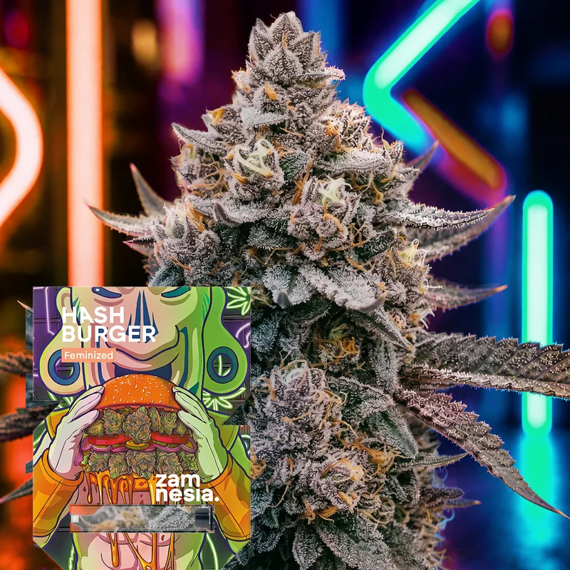 Hash Burger van Zamnesia Seeds