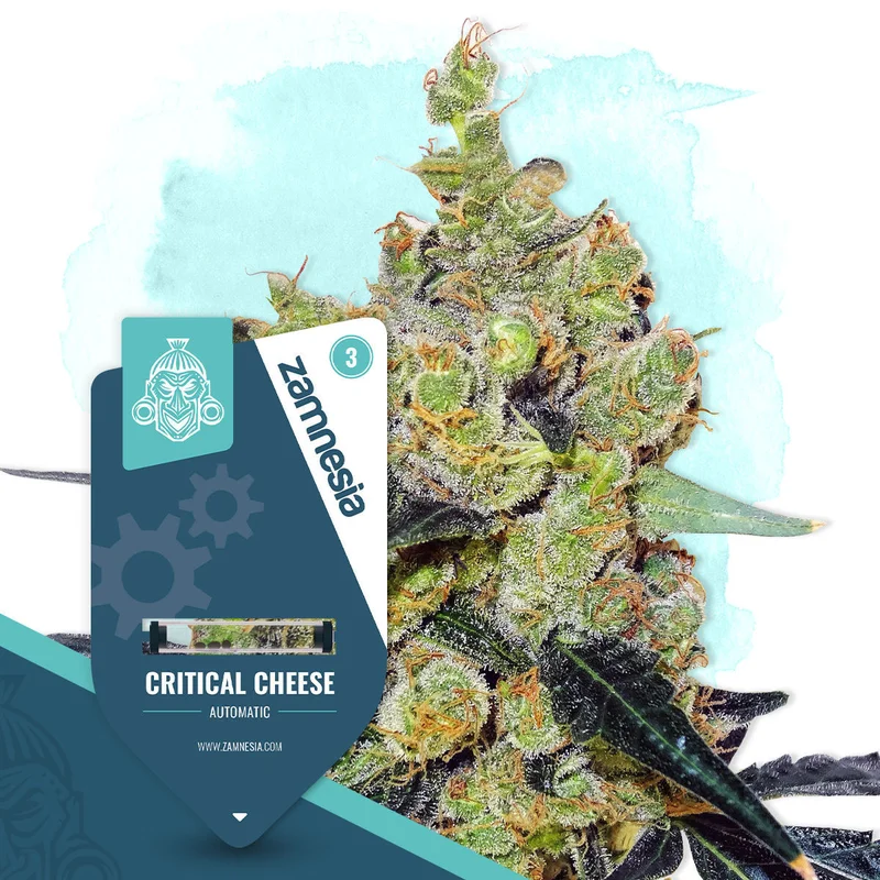 Critical Cheese van Zamnesia Seeds