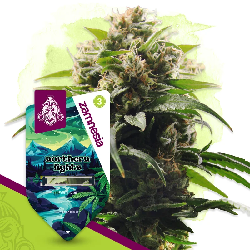 Northern Lights van Zamnesia Seeds