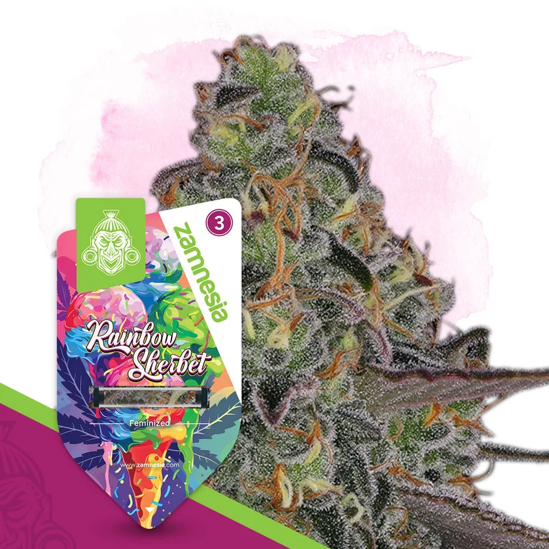 Rainbow Sherbet van Zamnesia Seeds