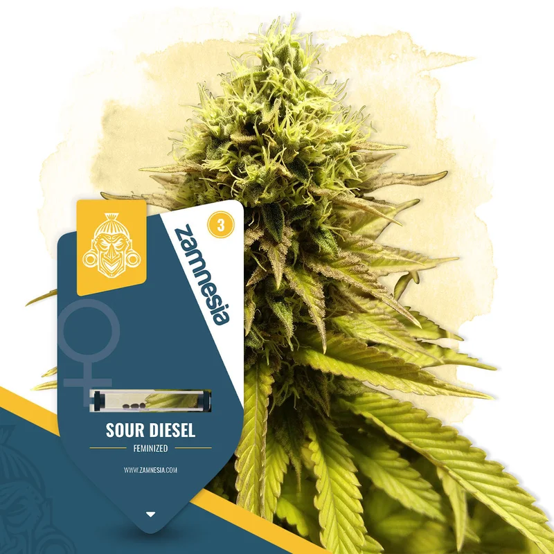 Sour Diesel van Zamnesia Seeds
