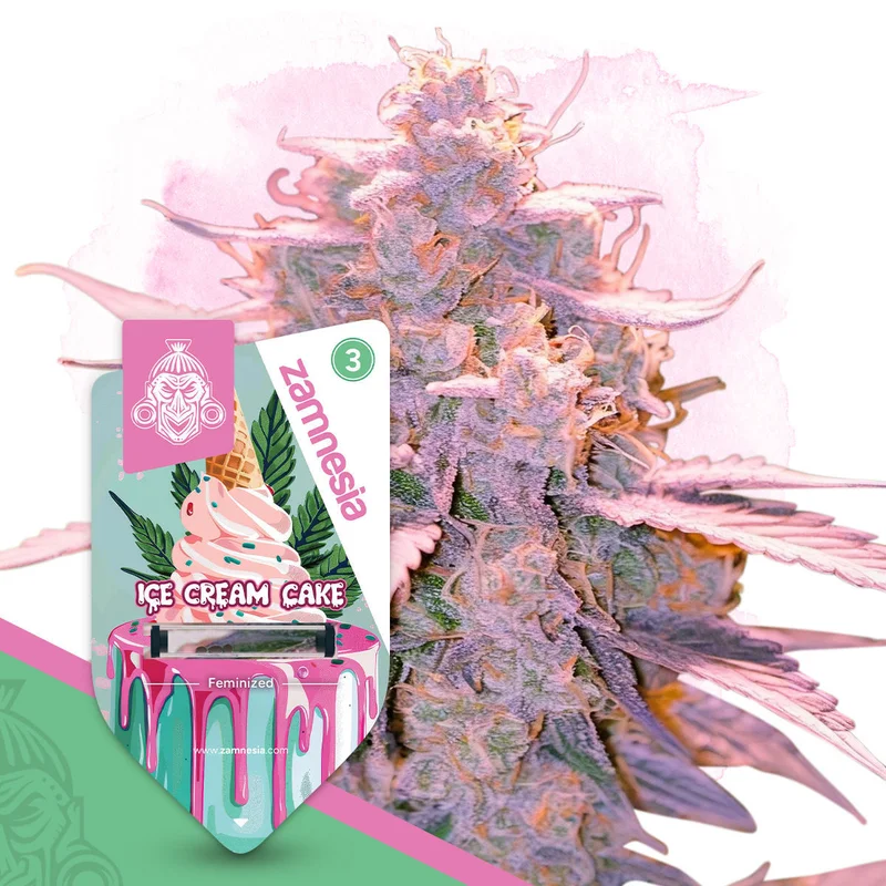 Ice Cream Cake van Zamnesia Seeds