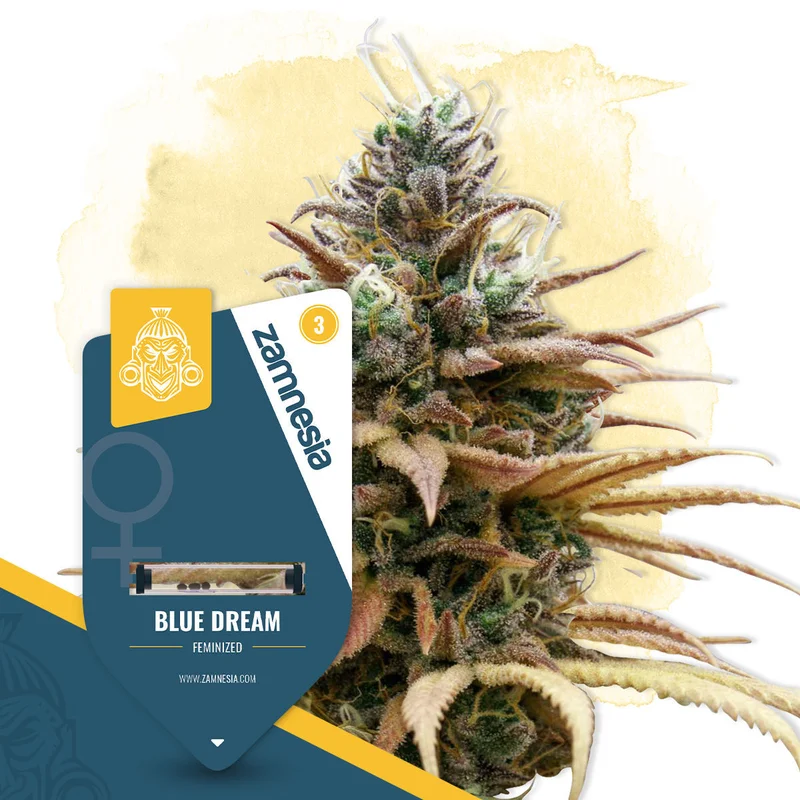 Blue Dream van Zamnesia Seeds