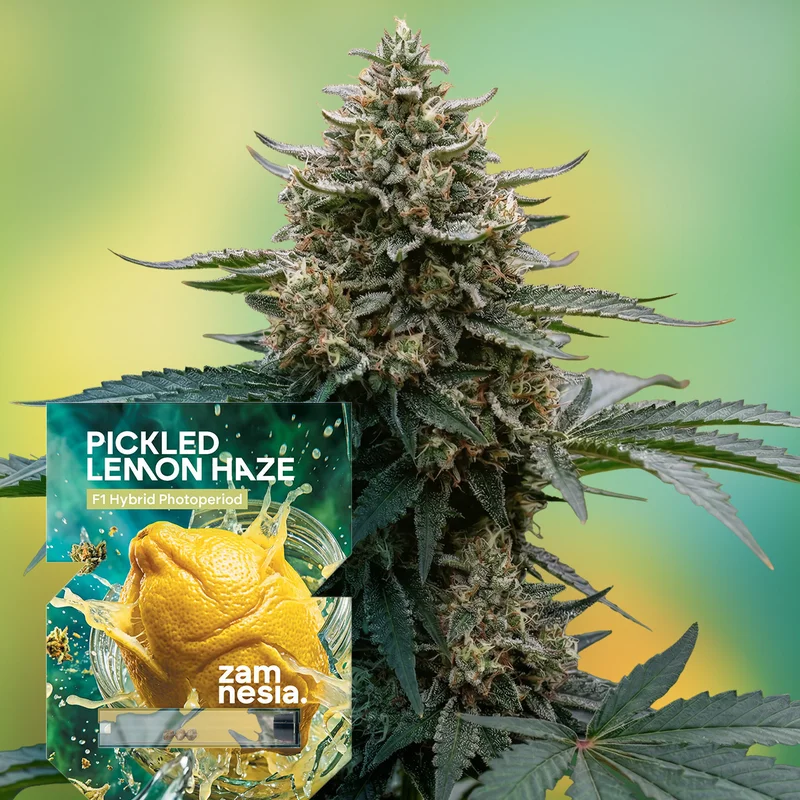 Pickled Lemon Haze F1 van Zamnesia Seeds