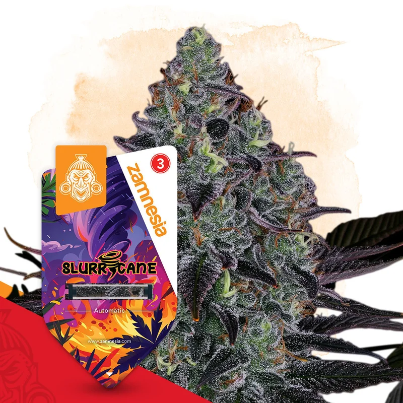 Slurricane van Zamnesia Seeds