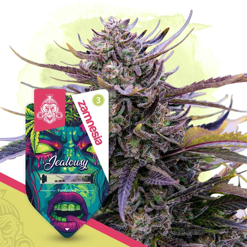 Jealousy van Zamnesia Seeds