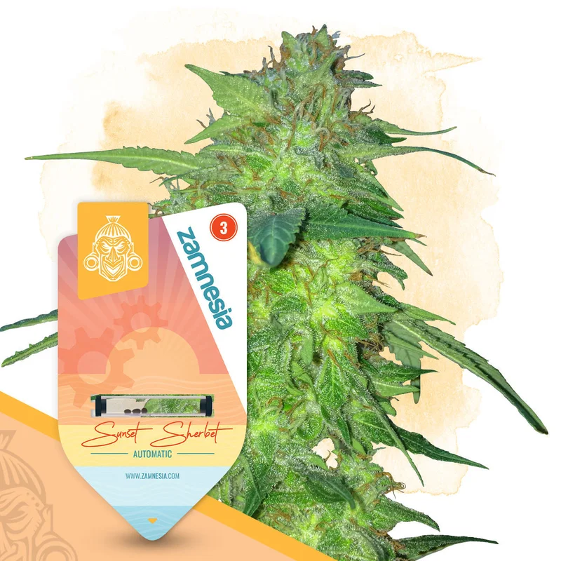 Sunset Sherbet van Zamnesia Seeds