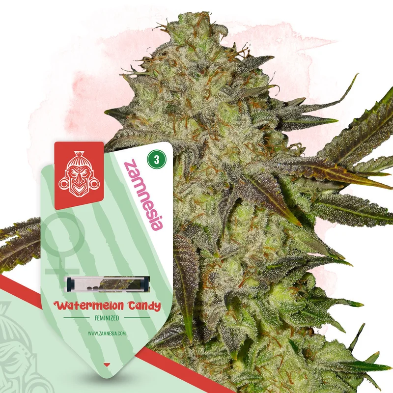 Watermelon Candy van Zamnesia Seeds