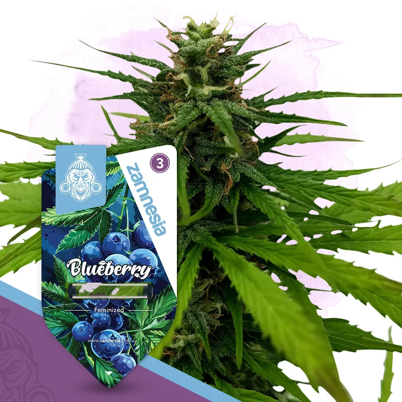 Blueberry van Zamnesia Seeds