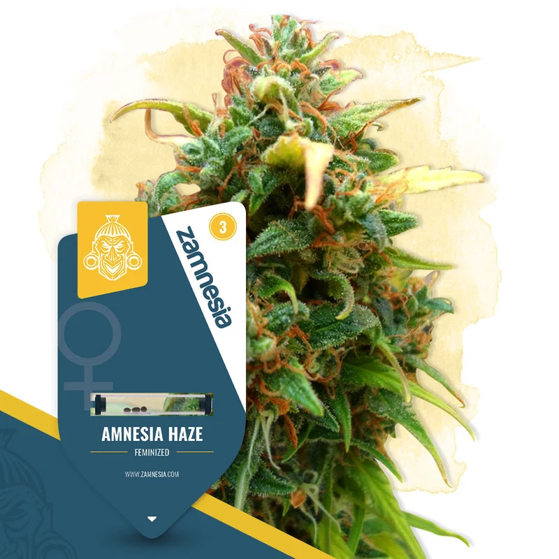 Amnesia Haze van Zamnesia Seeds