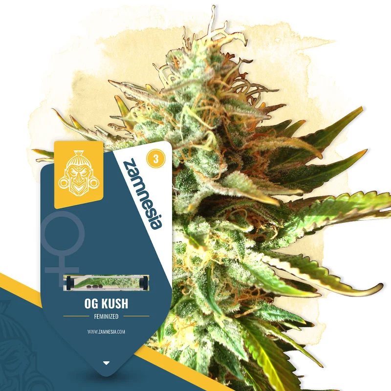 OG Kush van Zamnesia Seeds