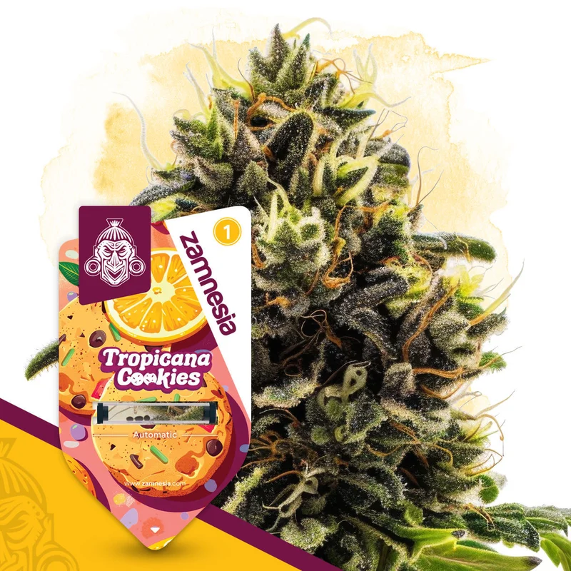 Tropicana Cookies van Zamnesia Seeds
