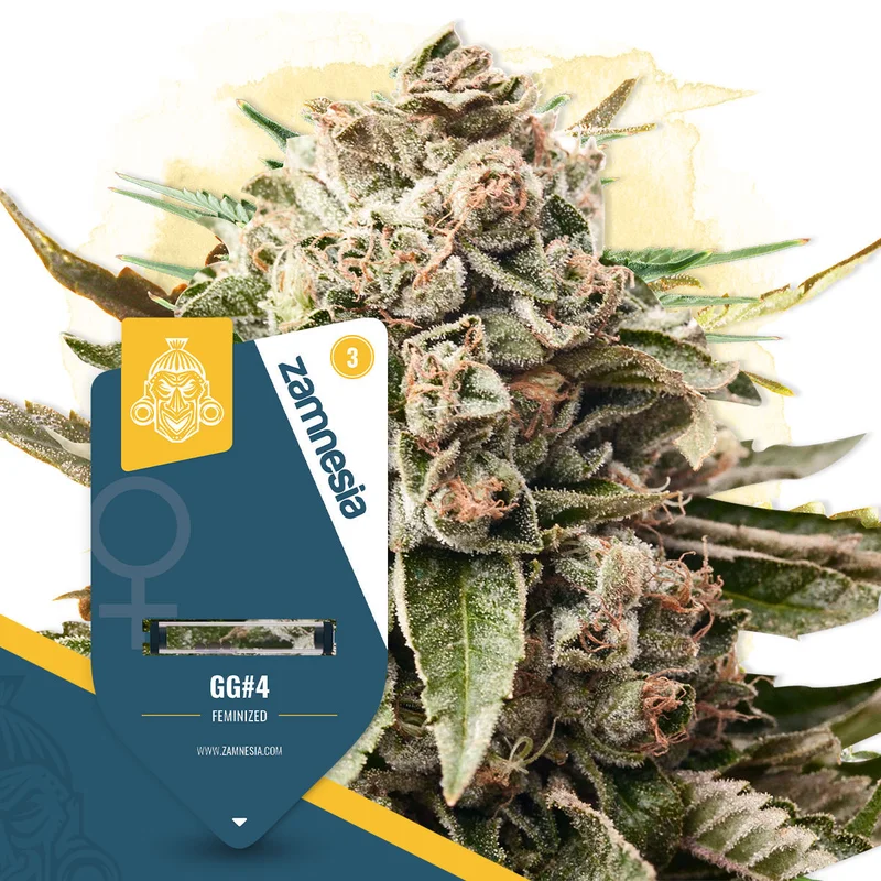 GG#4 van Zamnesia Seeds