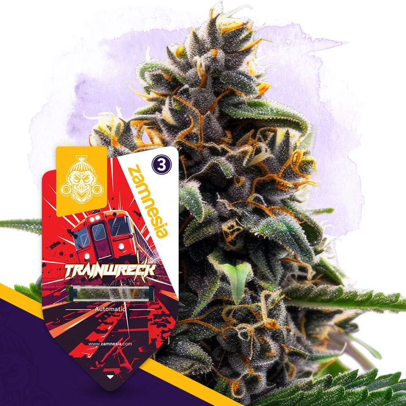 Trainwreck van Zamnesia Seeds