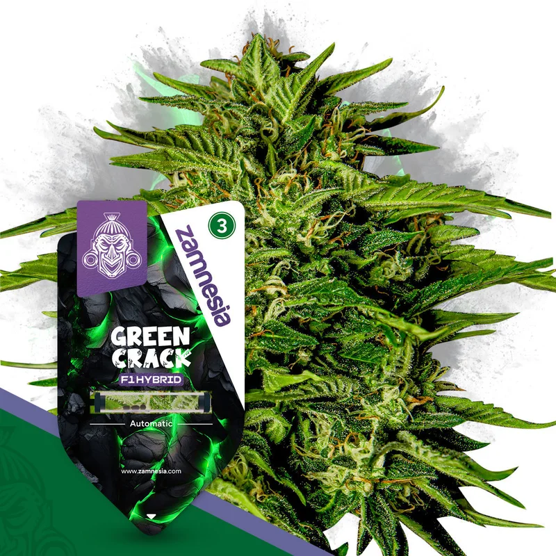 Green Crack F1 van Zamnesia Seeds