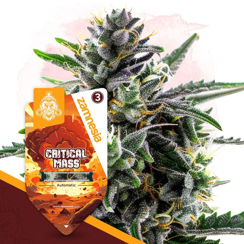 Critical Mass van Zamnesia Seeds