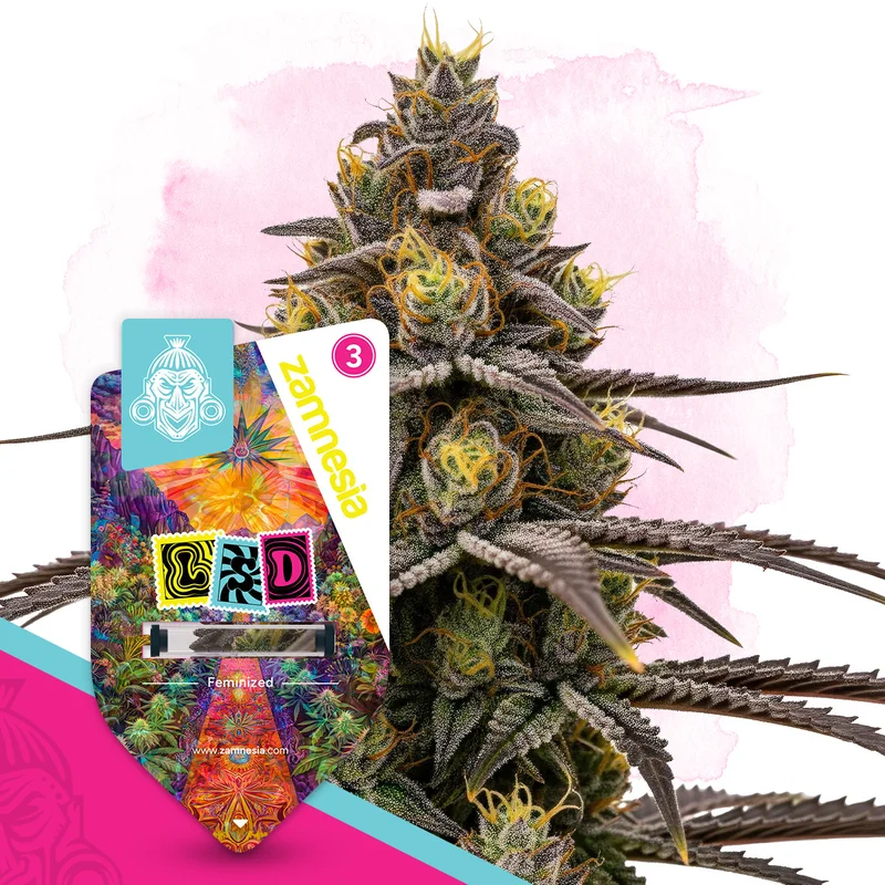 LSD van Zamnesia Seeds