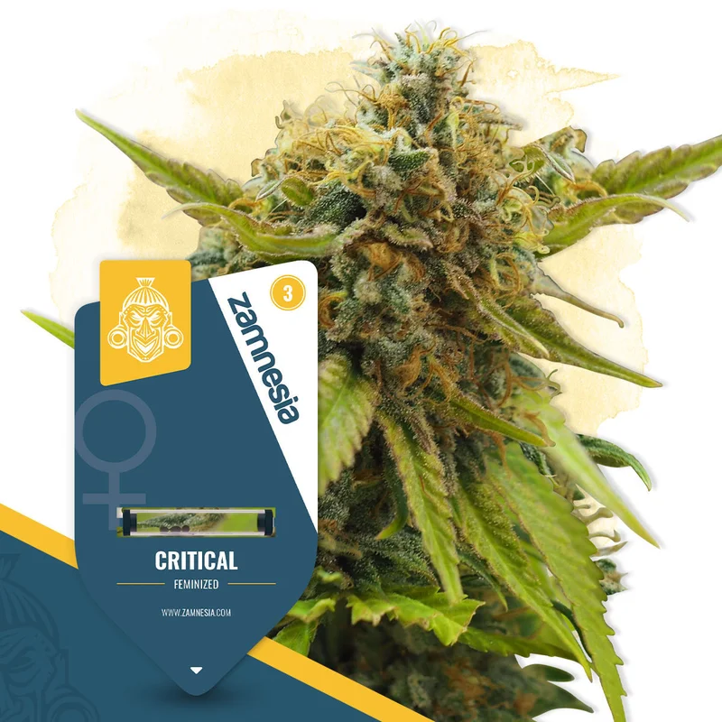 Critical van Zamnesia Seeds