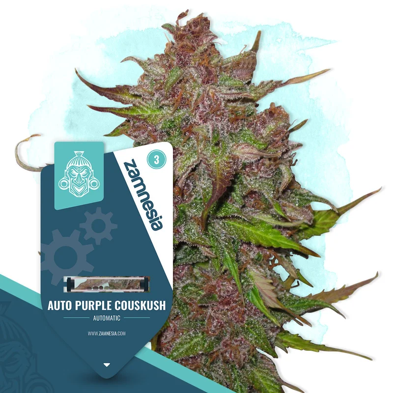 Purple CousKush van Zamnesia Seeds