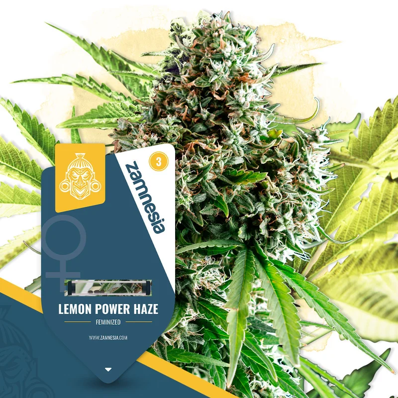 Lemon Power Haze van Zamnesia Seeds